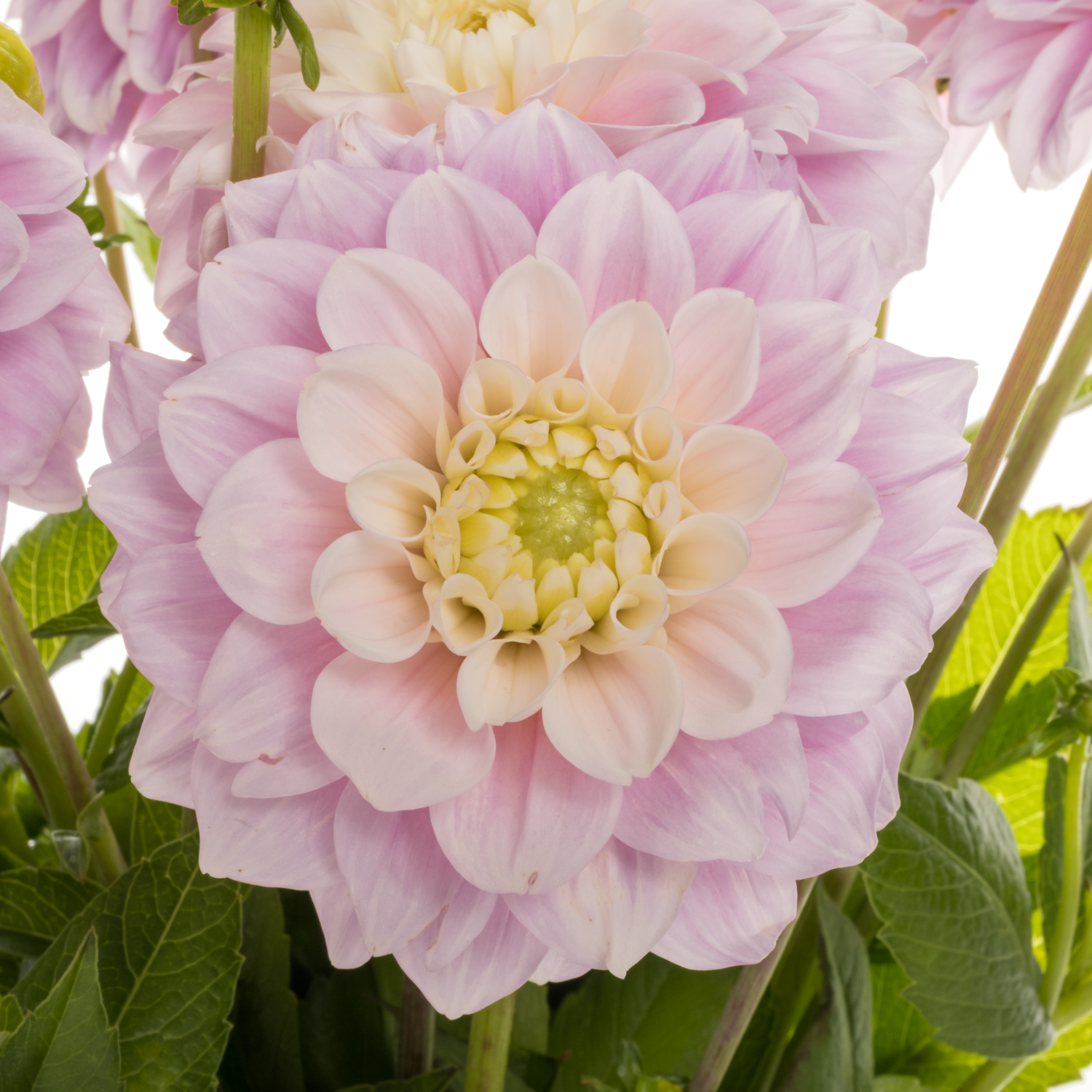 Dahlia hell rosa Sweet love 55cm
