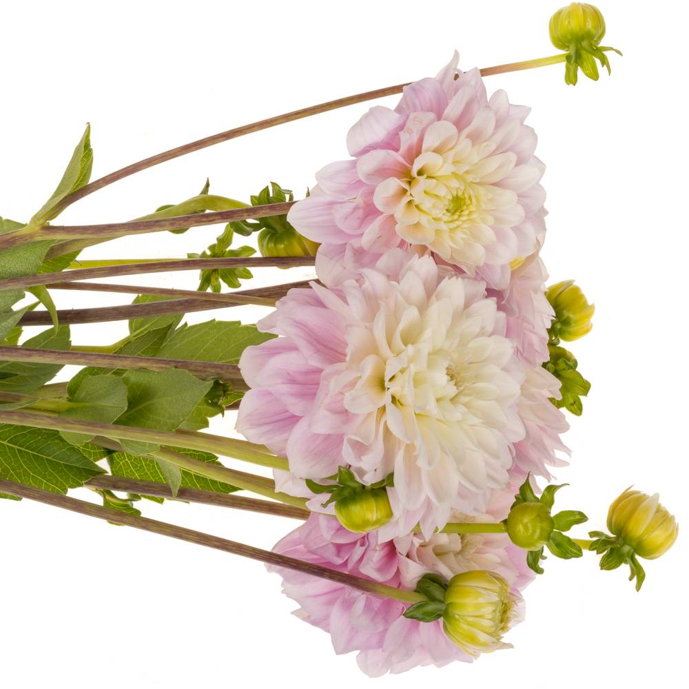 Dahlia hell rosa Sweet love 55cm