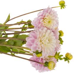 Dahlia hell rosa Sweet love 55cm