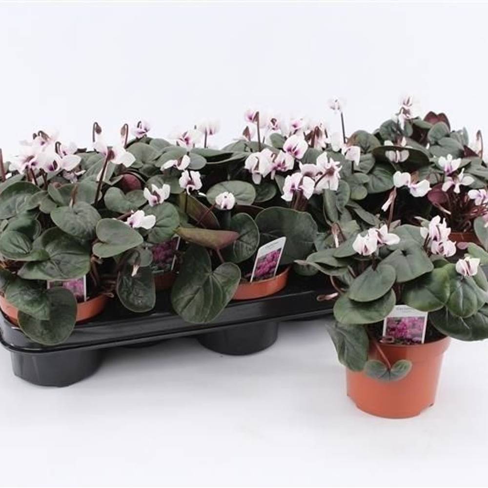 Cyclame Garten weiss coum T10,5 H020