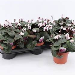 Cyclame Garten weiss coum T10,5 H020