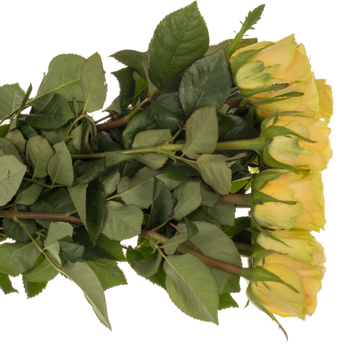 Rose apricot/senf Tweak 60cm