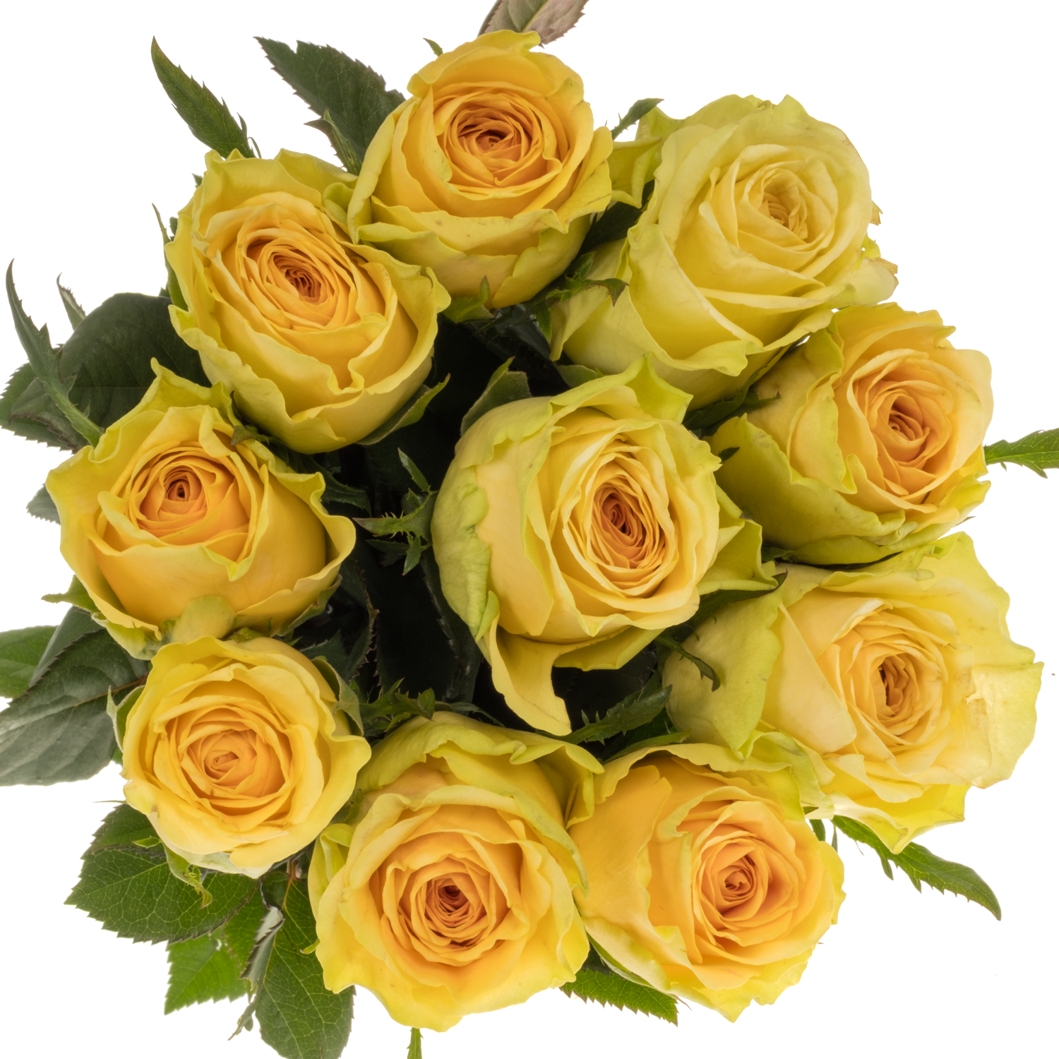 Rose apricot/senf Tweak 60cm