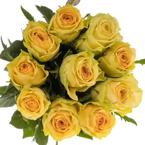 Rose apricot/senf Tweak 60cm