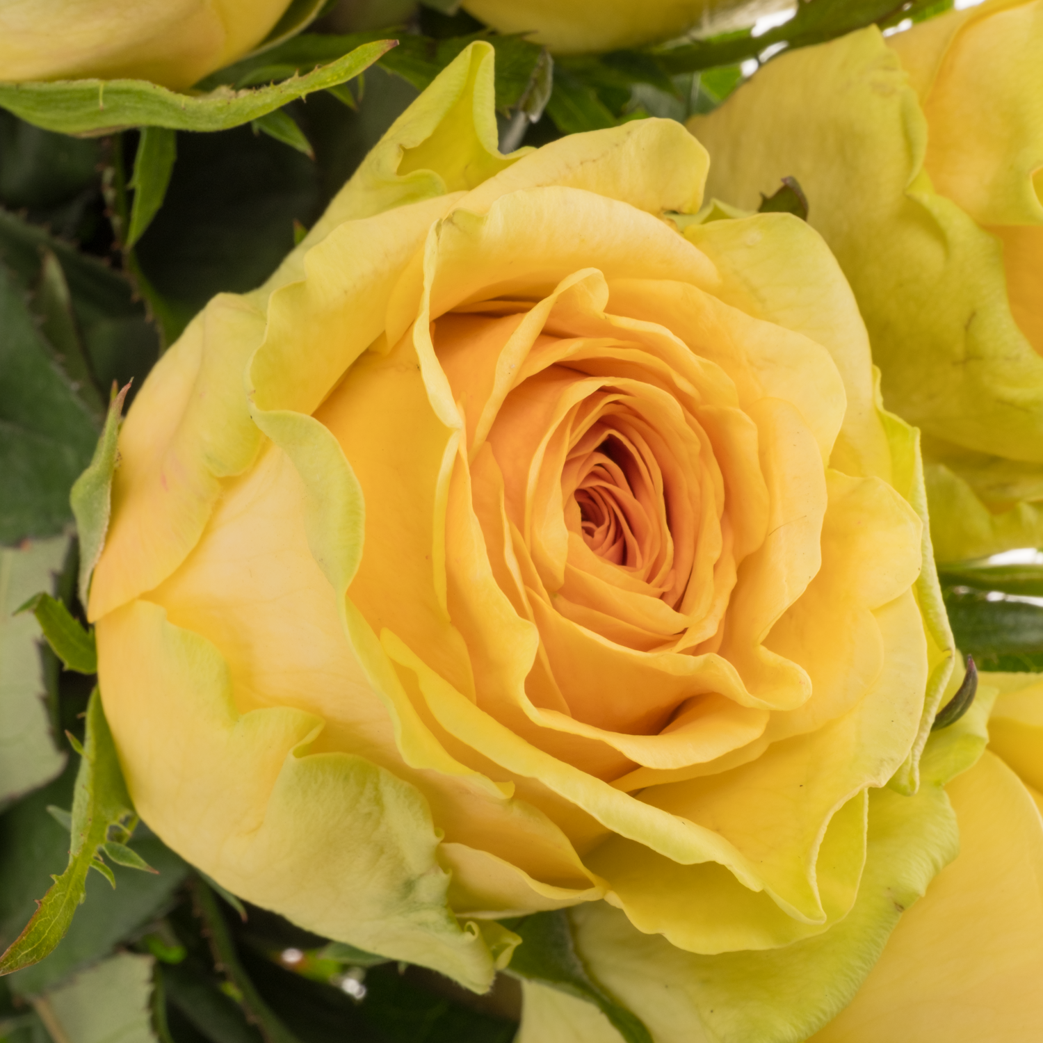 Rose apricot/senf Tweak 60cm