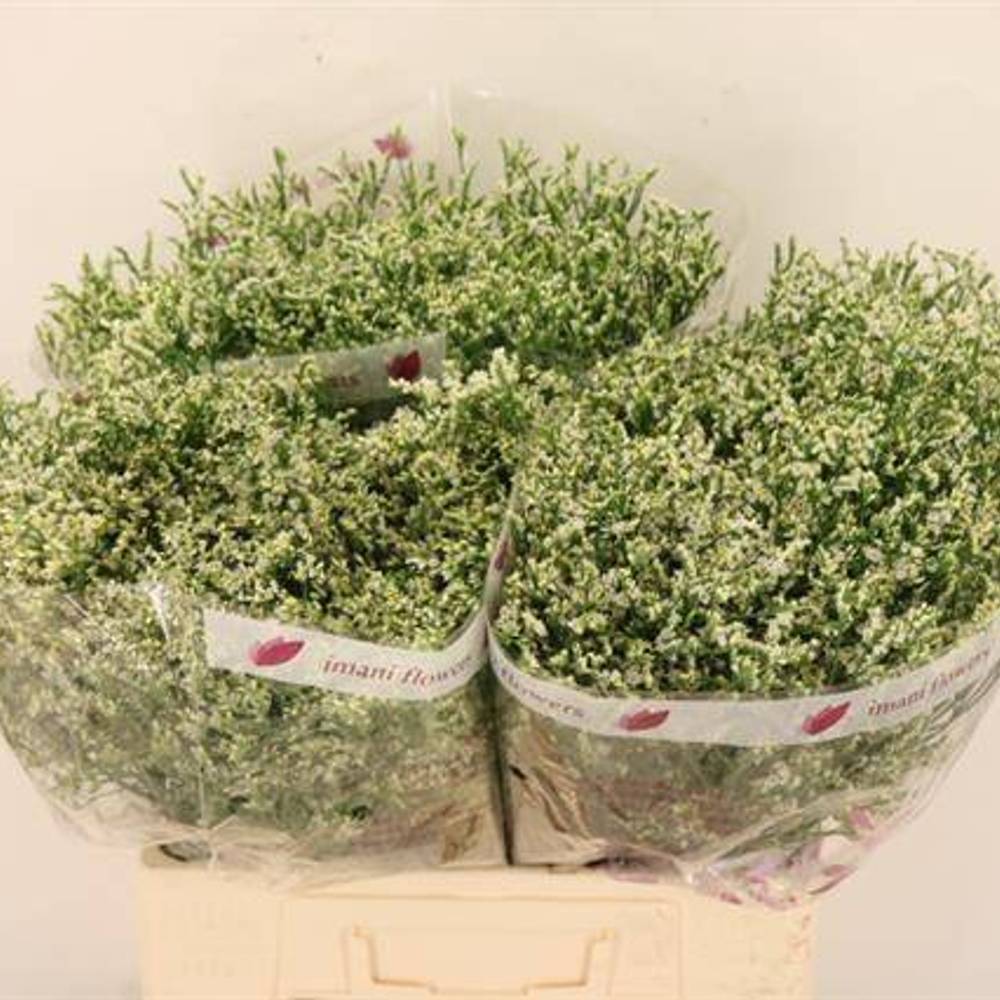 Limonium creme Clear Diamond 25 Gramm 60cm