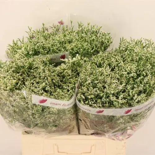 Limonium creme Clear Diamond 25 Gramm 60cm