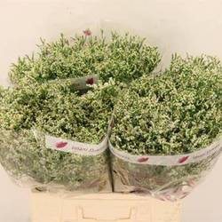 Limonium creme Clear Diamond 25 Gramm 65cm