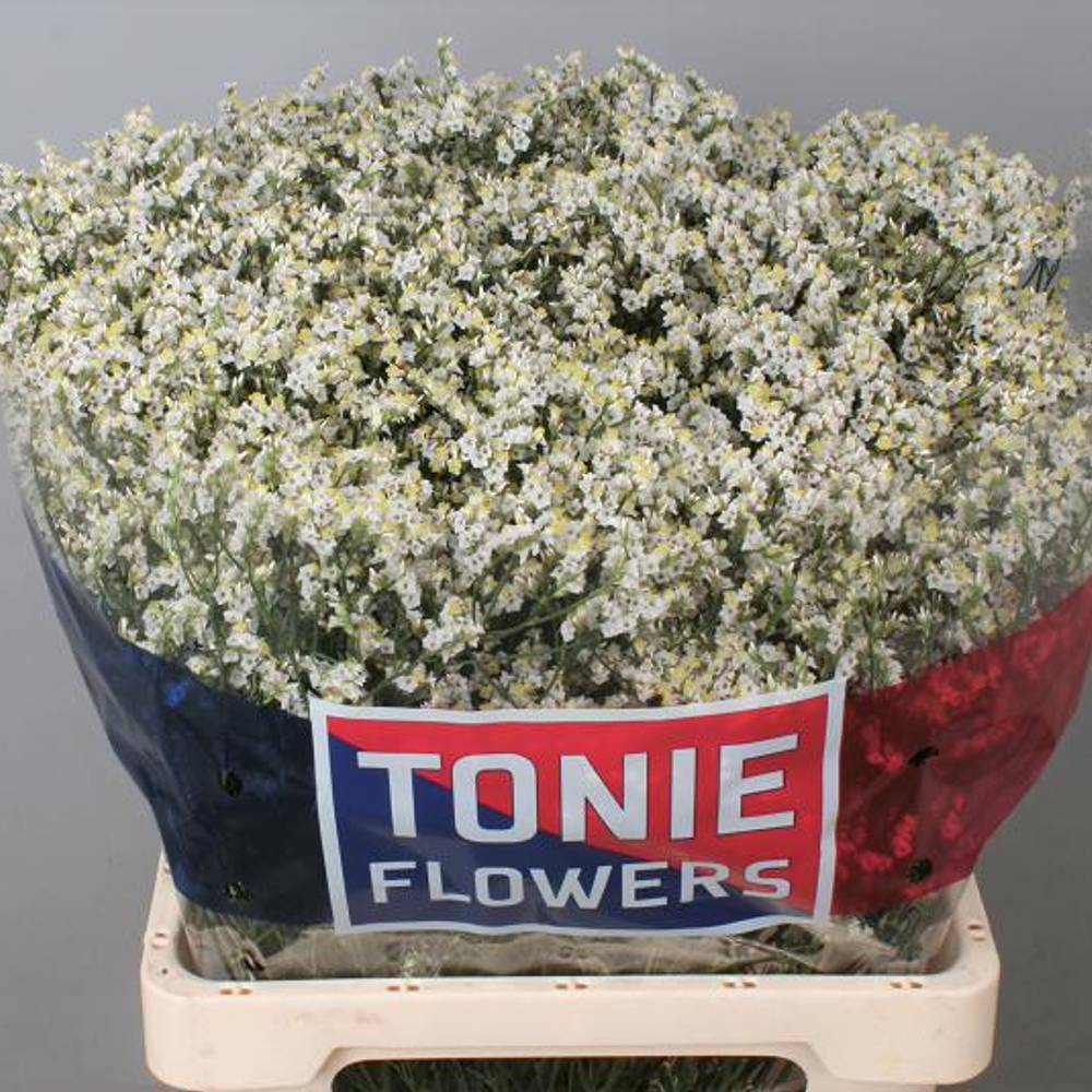 Limonium creme Clear Diamond 25 Gramm 65cm