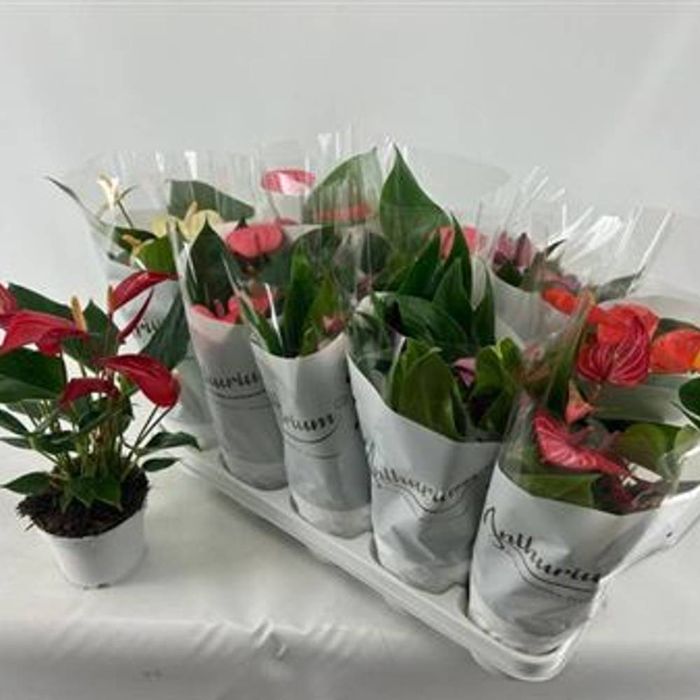 Anthurium mix 4+ Schnäpch. Von Uhr T12 H040