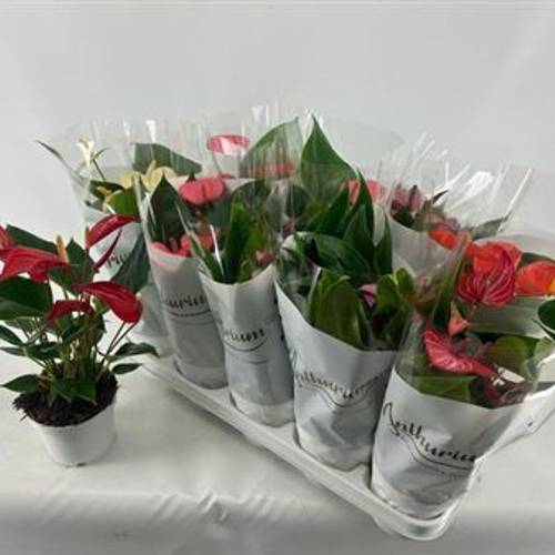 Anthurium mix 4+ Schnäpch. Von Uhr T12 H040