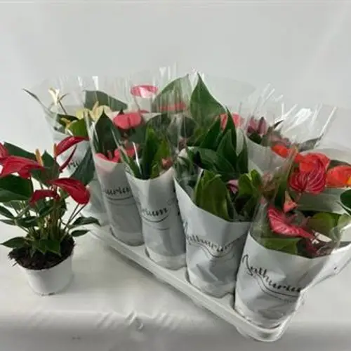 Anthurium mix 4+ Schnäpch. Von Uhr T12 H040