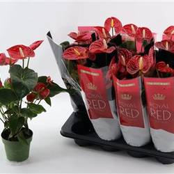 Anthurium rot Schnäpch. Von Uhr T14 H040