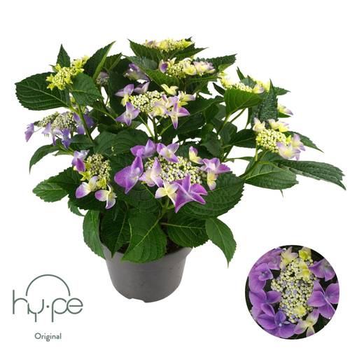 Hortensie Lacecap blau/lila T23 H045