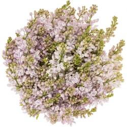 Flieder milka/rosa Wonder 4 Kopf 60cm