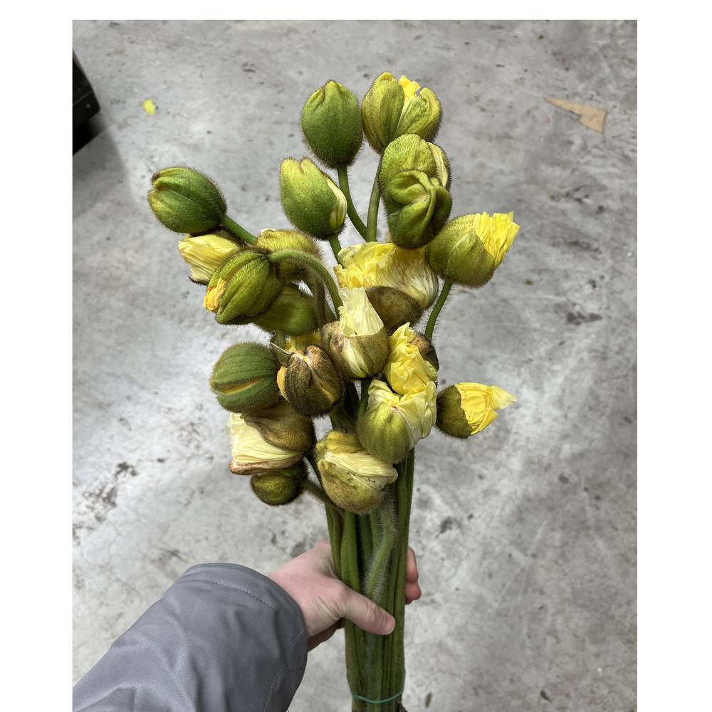 Klatschmohn Cream Super 50cm