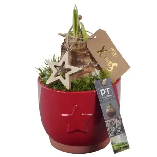 Amaryl.Arr PTACH5802 rote Bl. Weihnachten T13 H025