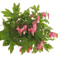 Dicentra rosa   50cm