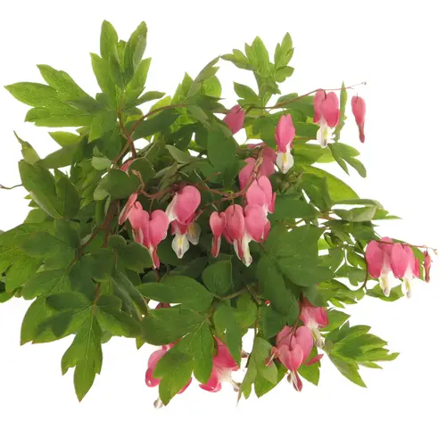 Dicentra rosa   50cm