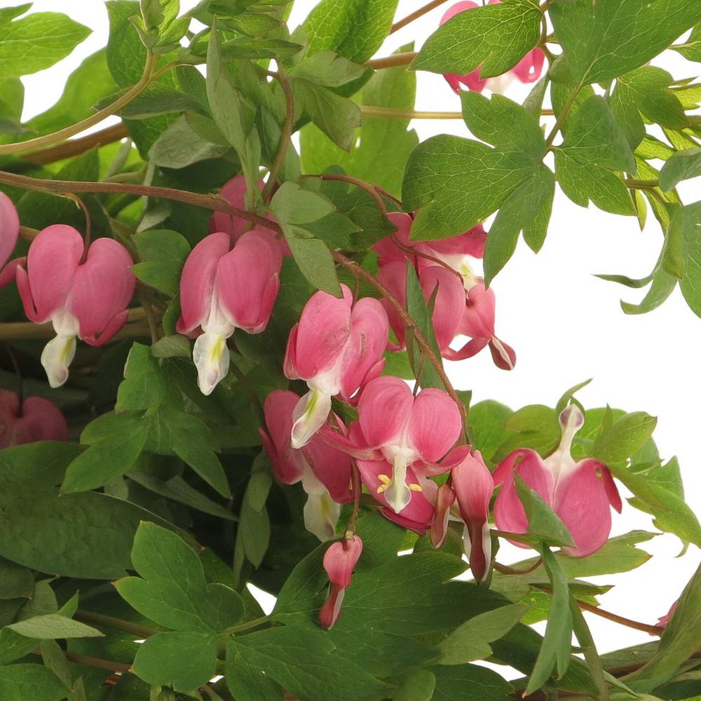 Dicentra rosa   50cm