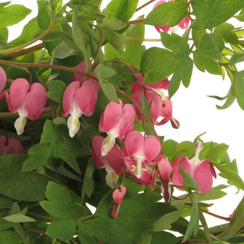 Dicentra rosa   50cm