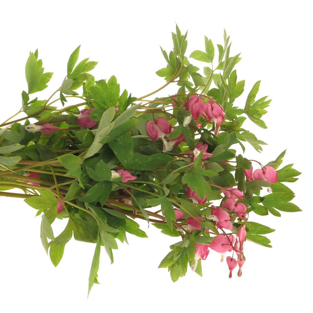 Dicentra rosa   50cm