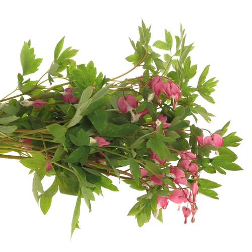 Dicentra rosa   50cm
