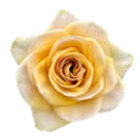 Rose hell gelb Art Café 50cm