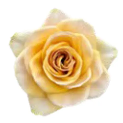 Rose hell gelb Art Café 50cm