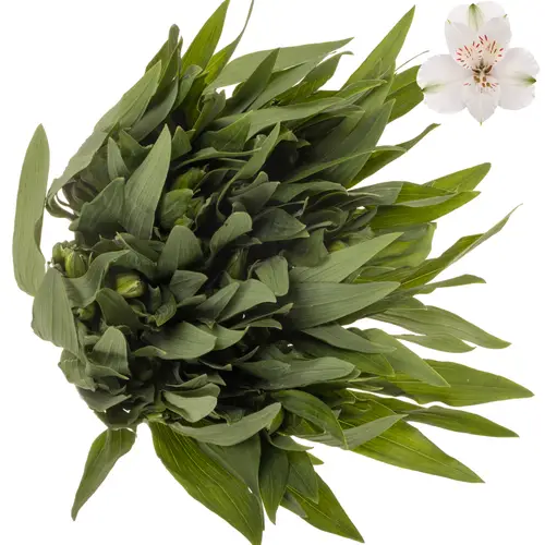 Alstroemerie weiss winterbell (Ecuador) 70cm
