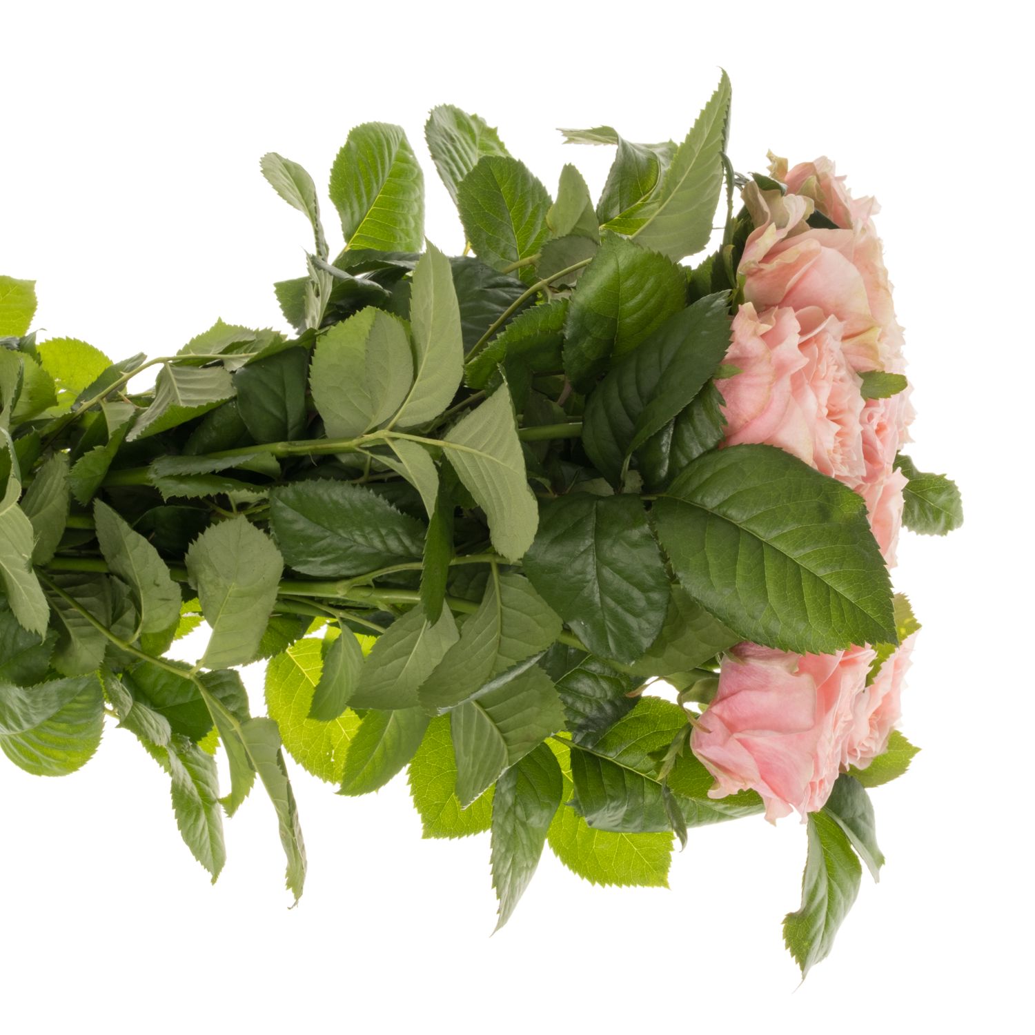 Rose rosa Elena gefüllt 60cm