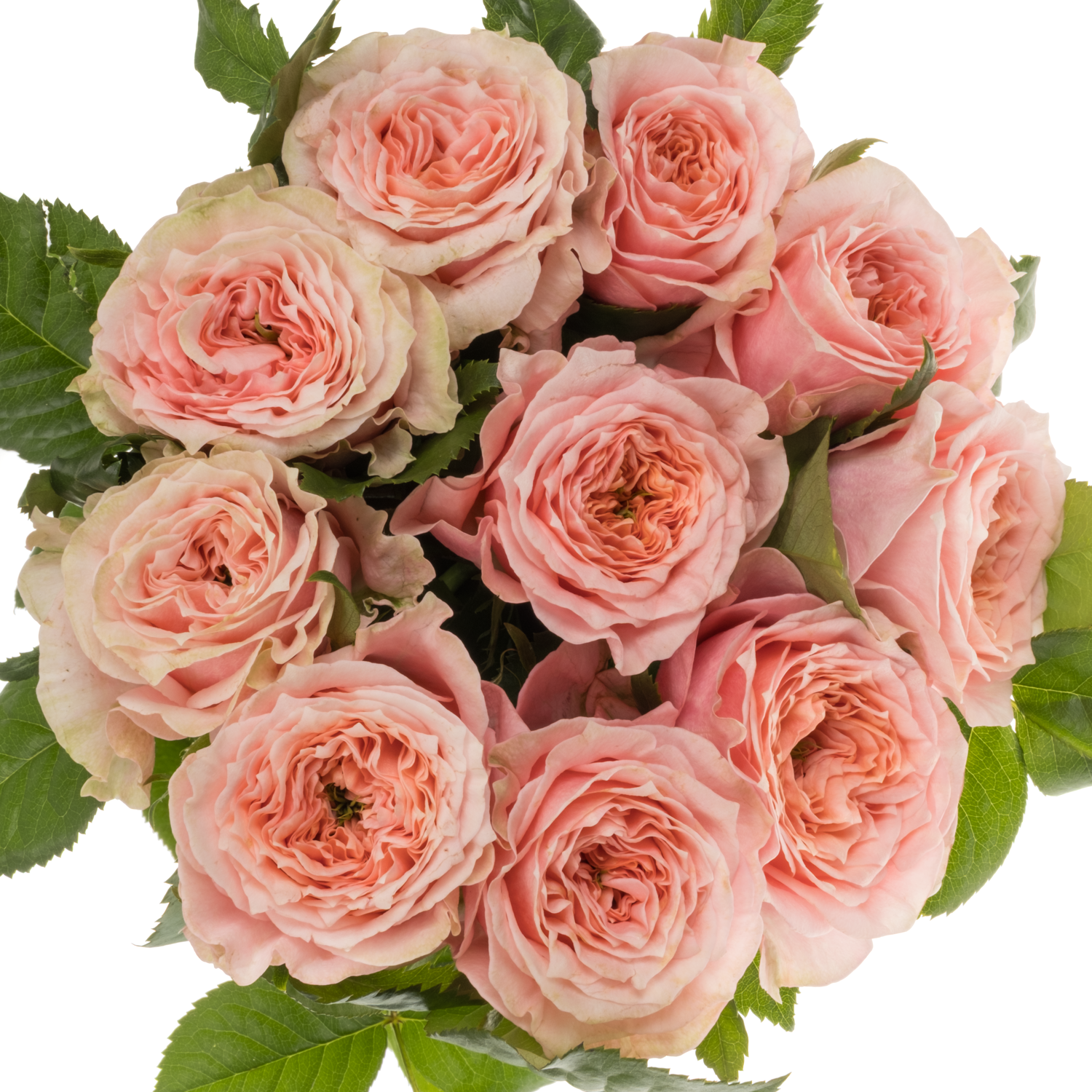 Rose rosa Elena gefüllt 60cm