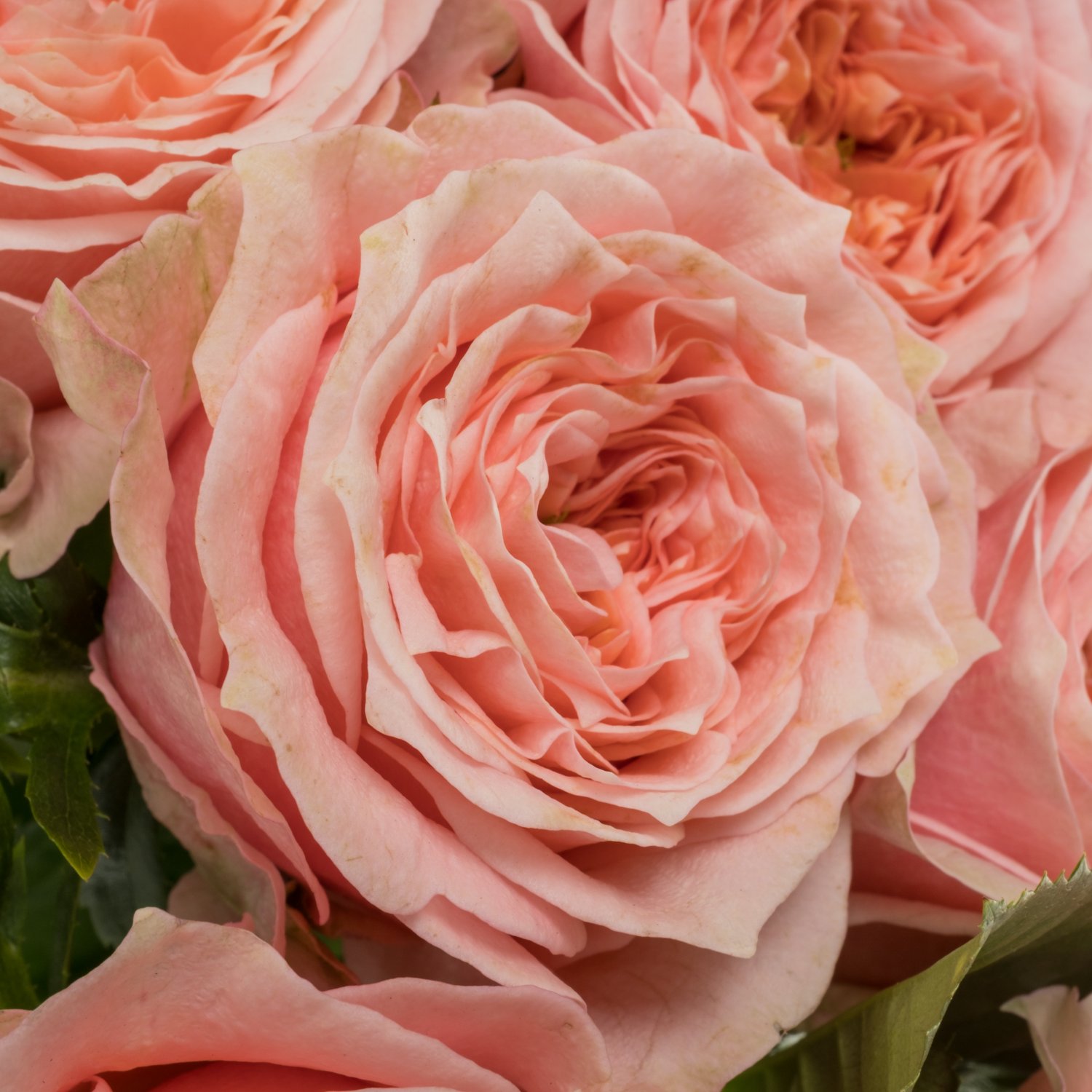 Rose rosa Elena gefüllt 60cm