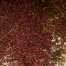 Perucken Red Torch Super 80cm (pro stiel)