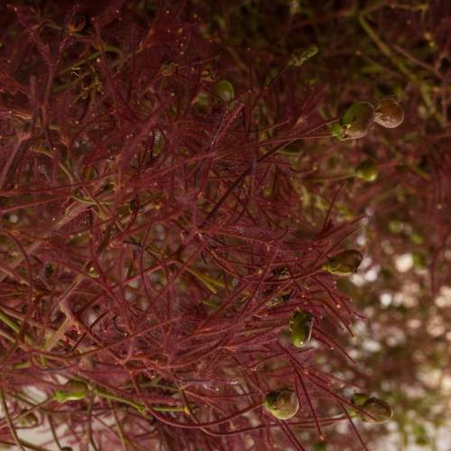 Perucken Red Torch Super 80cm (pro stiel)