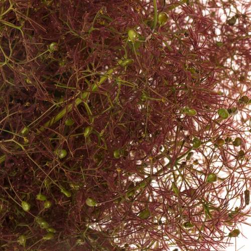 Perucken Red Torch Super 80cm (pro stiel)
