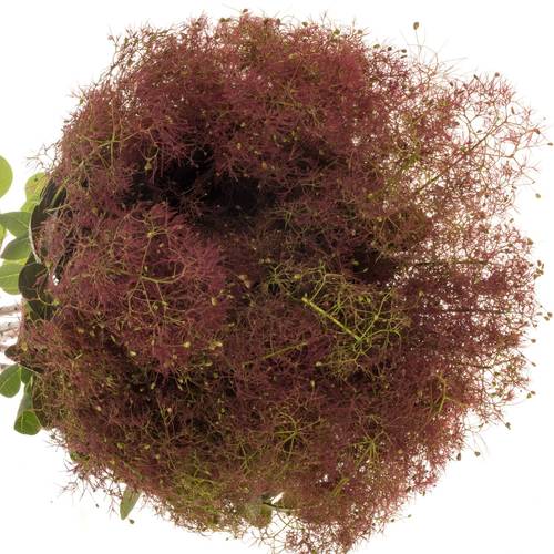 Perucken Red Torch Super 80cm (pro stiel)