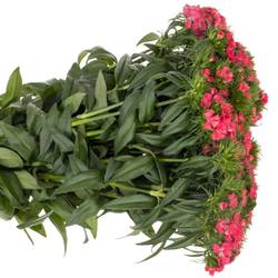 Bartnelke rot Coral 50cm