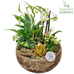 Phal.Arr PS041GOLD Weihnachten T28 H045