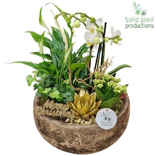 Phal.Arr PS041GOLD Weihnachten T28 H045