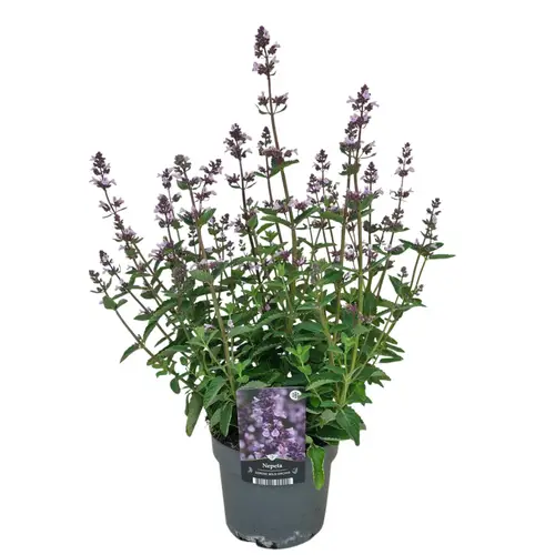 Nepeta violett T17 H050