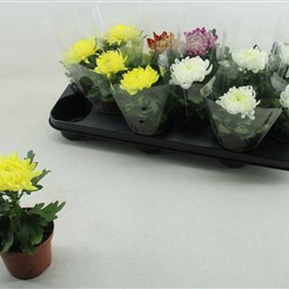 Chrysantheme mix Cosmo Schnapchen Von Uhr T09 H018