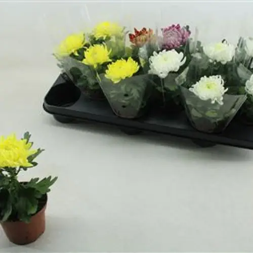 Chrysantheme mix Cosmo Schnapchen Von Uhr T09 H018