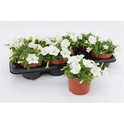 Petunia weiss T13 H15 - double