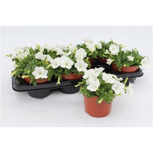 Petunia weiss T13 H15 - double