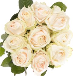 Rose creme Dorchester 80cm