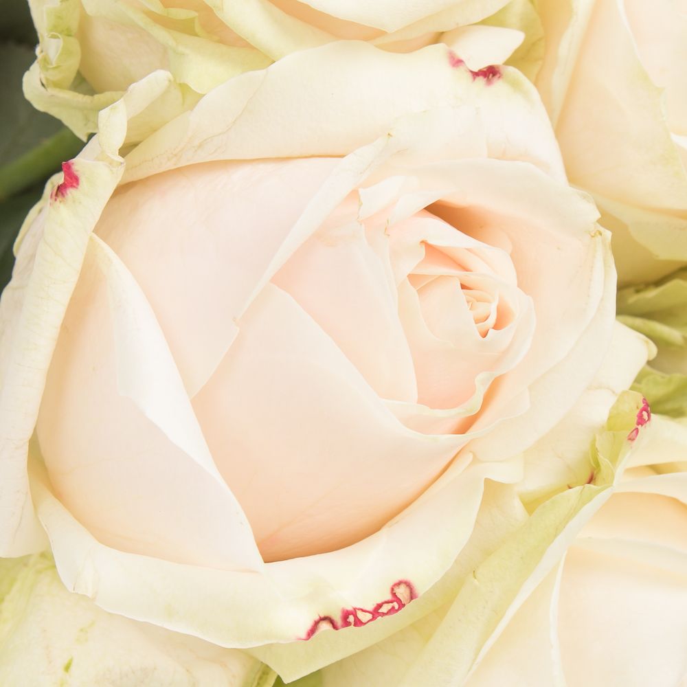 Rose creme Dorchester 80cm