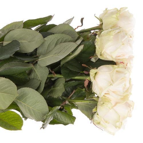 Rose creme Dorchester 80cm