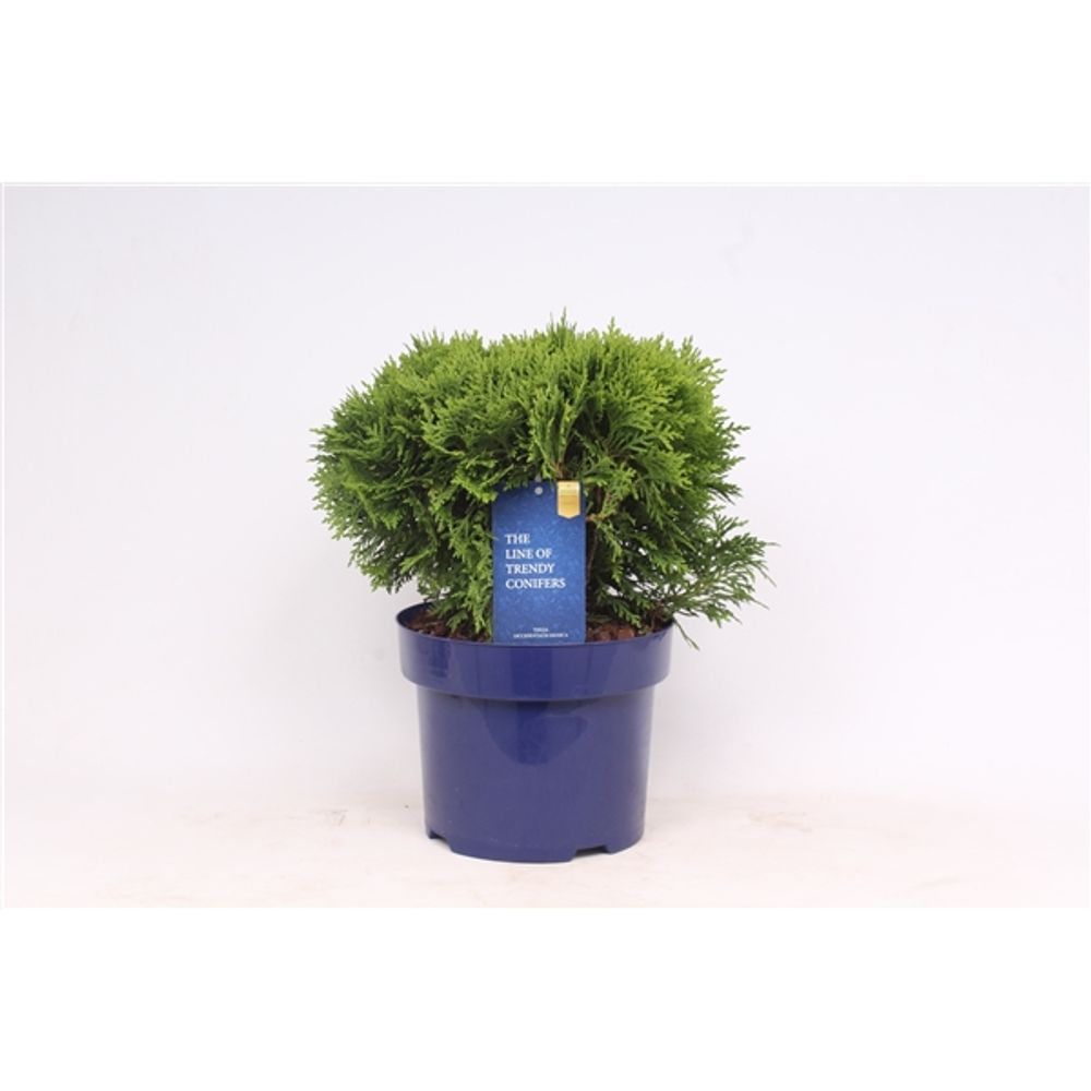 Thuja Oc Danica T23 H040