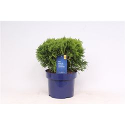 Thuja Oc Danica T23 H040